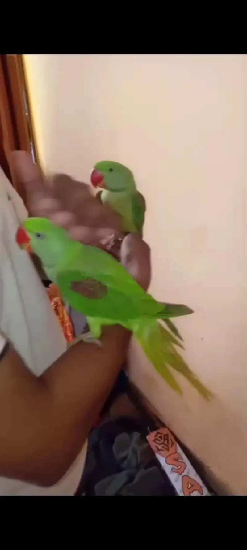 pahari raw parrot hand tame — photo 7