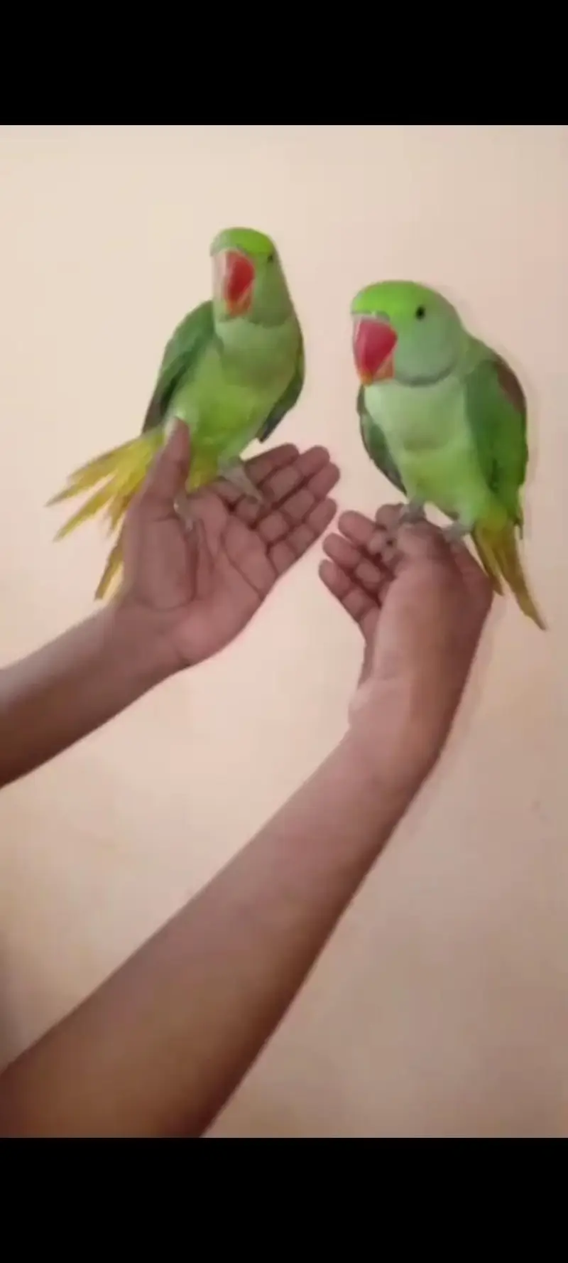 pahari raw parrot hand tame — photo 8