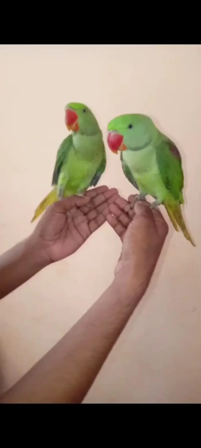 pahari raw parrot hand tame — photo 9