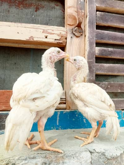 quality paper white heera aseel pair for sale