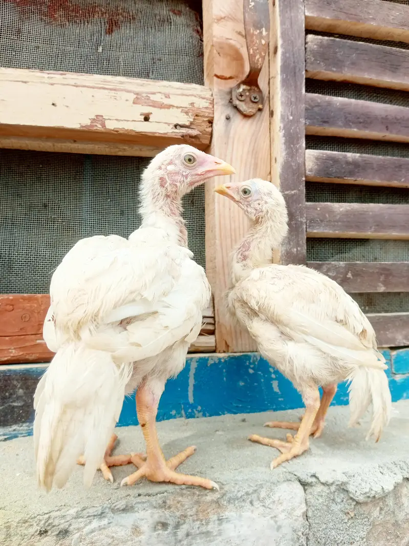 quality paper white heera aseel pair for sale — photo 2