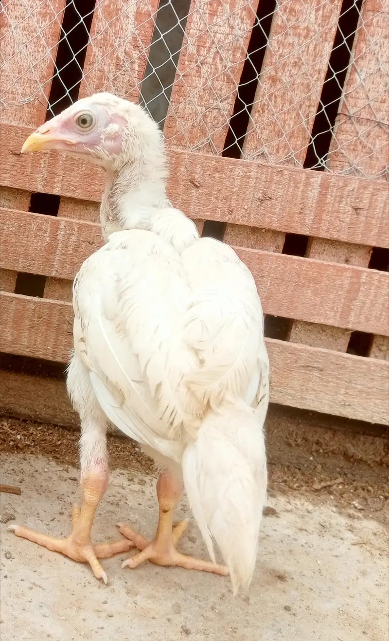 quality paper white heera aseel pair for sale — photo 3