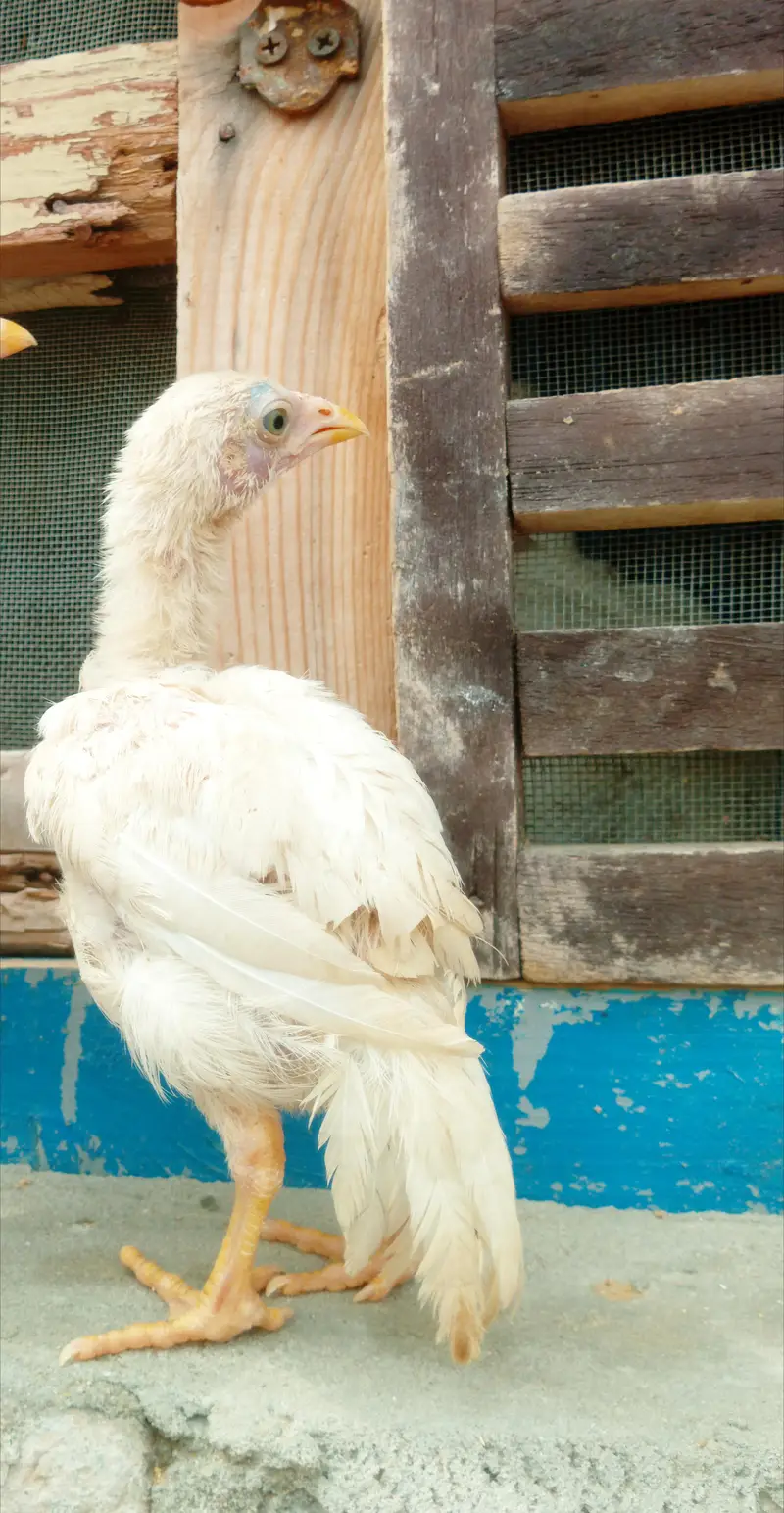 quality paper white heera aseel pair for sale — photo 4