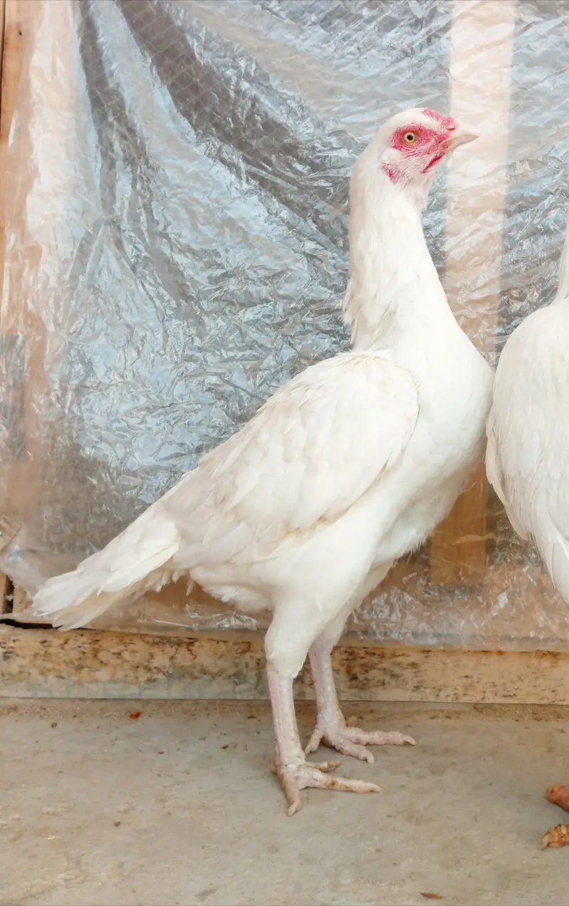 quality paper white heera aseel pair for sale — photo 5