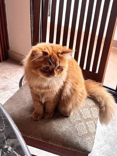 Persian cate with 2 baby exchange posible with parrots