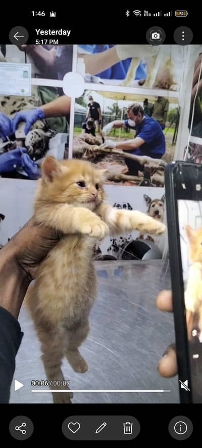 Persian kittens double coated