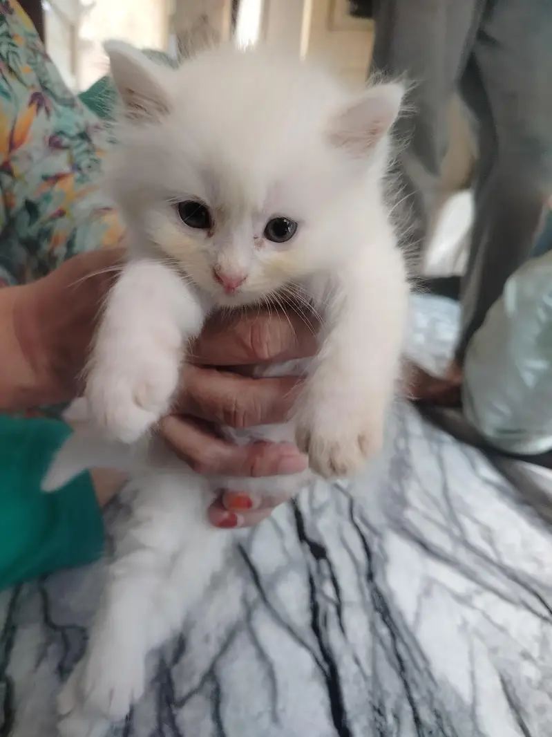 Persian kittens double coated — photo 2