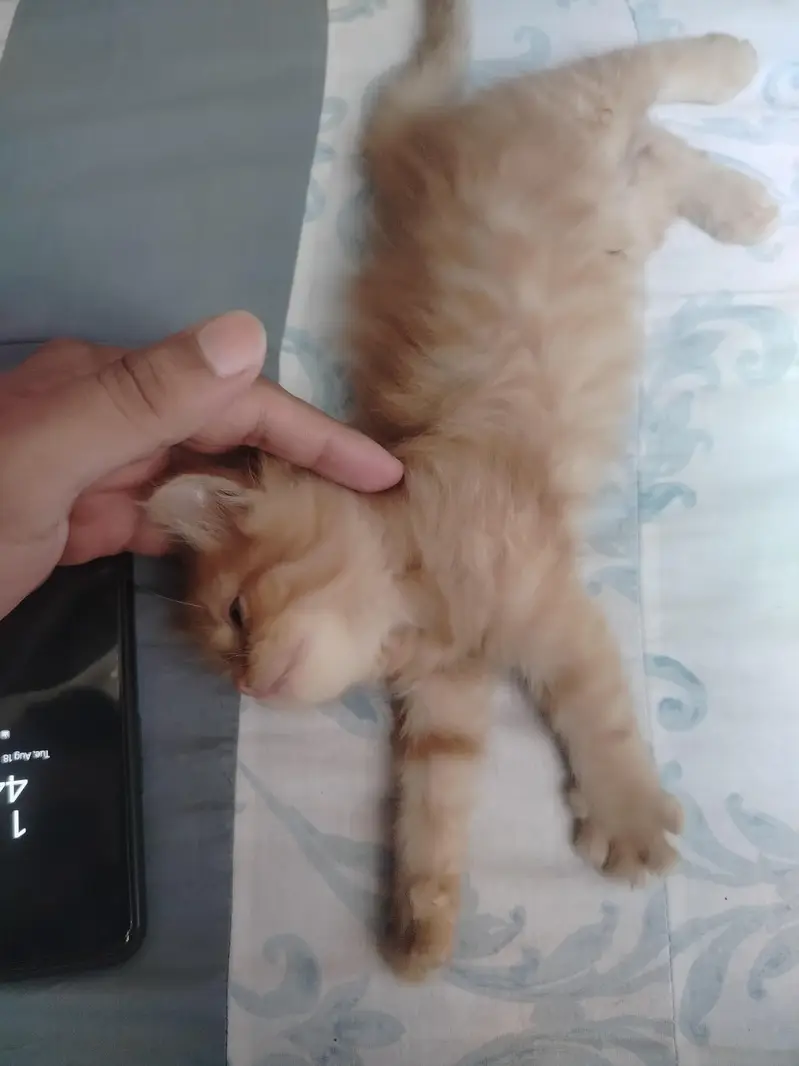 Persian kittens double coated — photo 3
