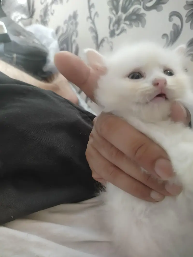 Persian kittens double coated — photo 4