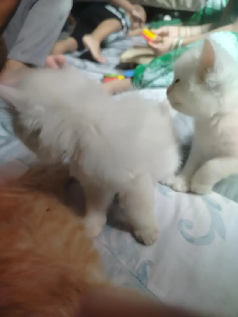 Persian kittens double coated — photo 5
