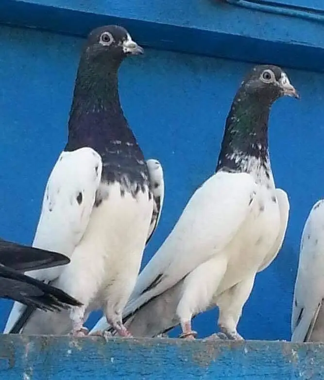 FAROZPURI PAIR FOR SALE — photo 2