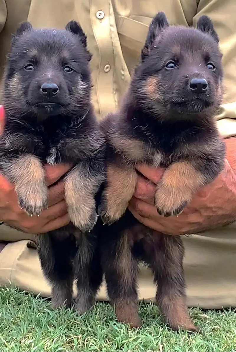 German Shepherd Pupps | Long Coat German Shepherd Puppy | GSD — photo 2
