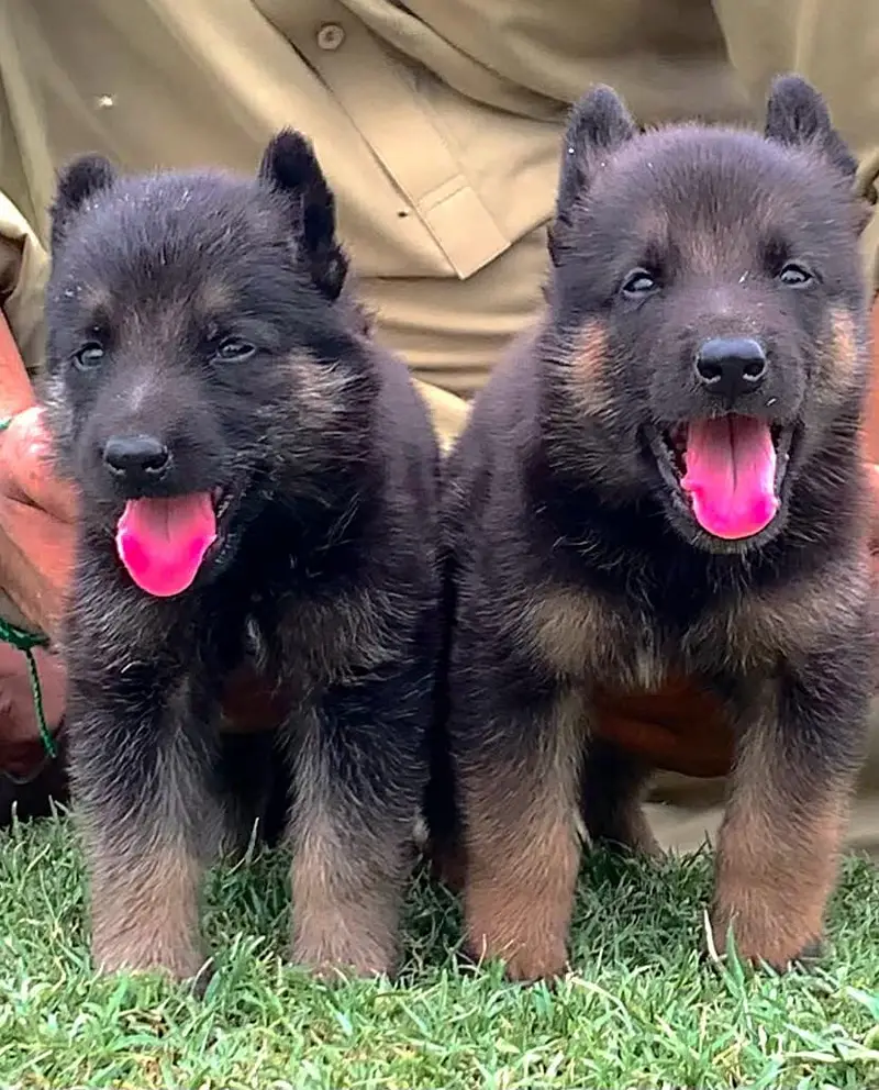 German Shepherd Pupps | Long Coat German Shepherd Puppy | GSD — photo 3
