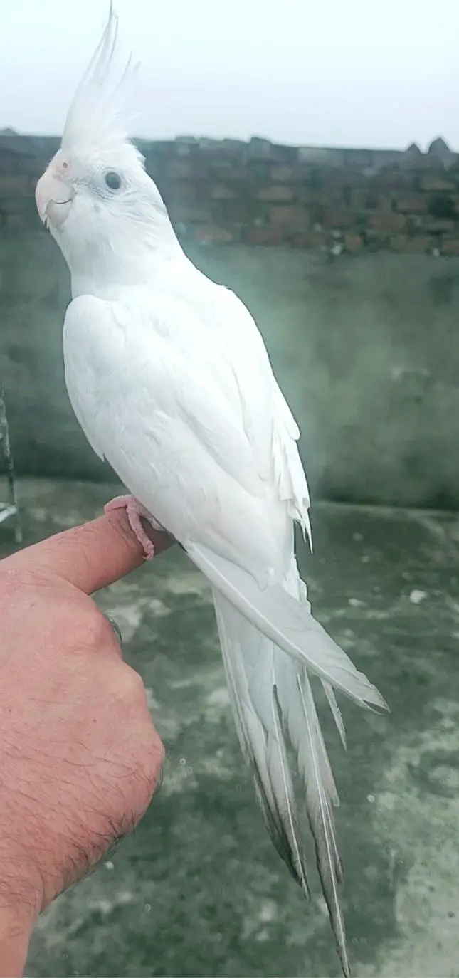 Hand tamed Eno cocktail male cargo possible 0337,51,90,943 — photo 2