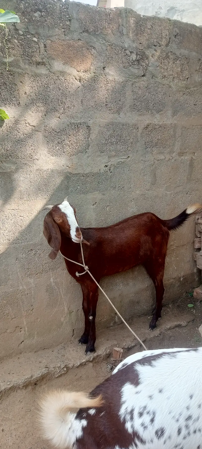For sale