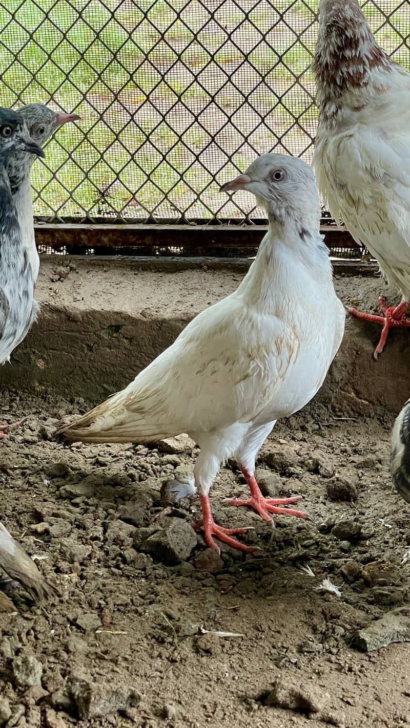 pigen 8
