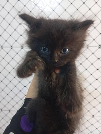 male black kitten for sale