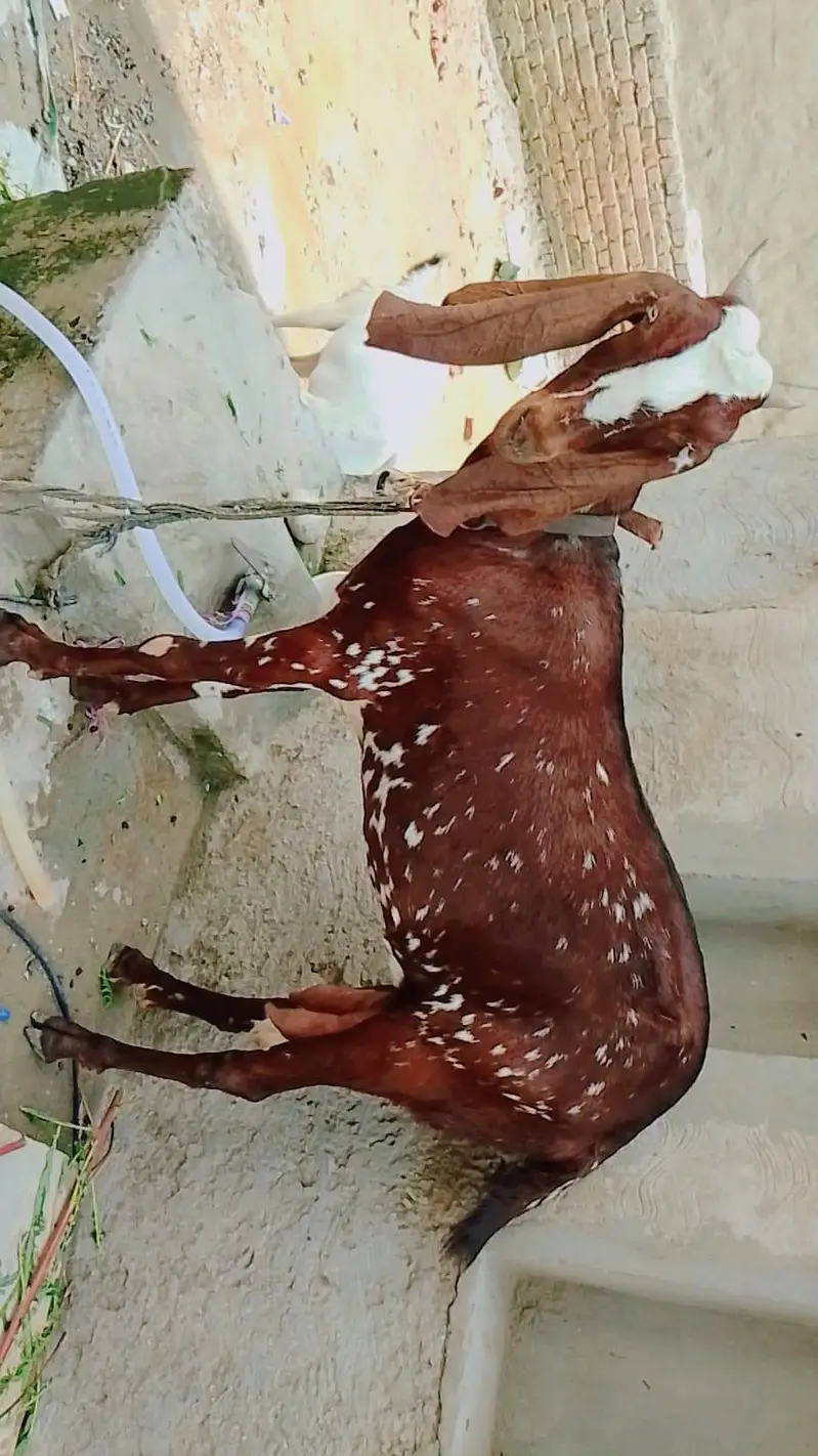 Makhi cheeni ghabban bakri — photo 2