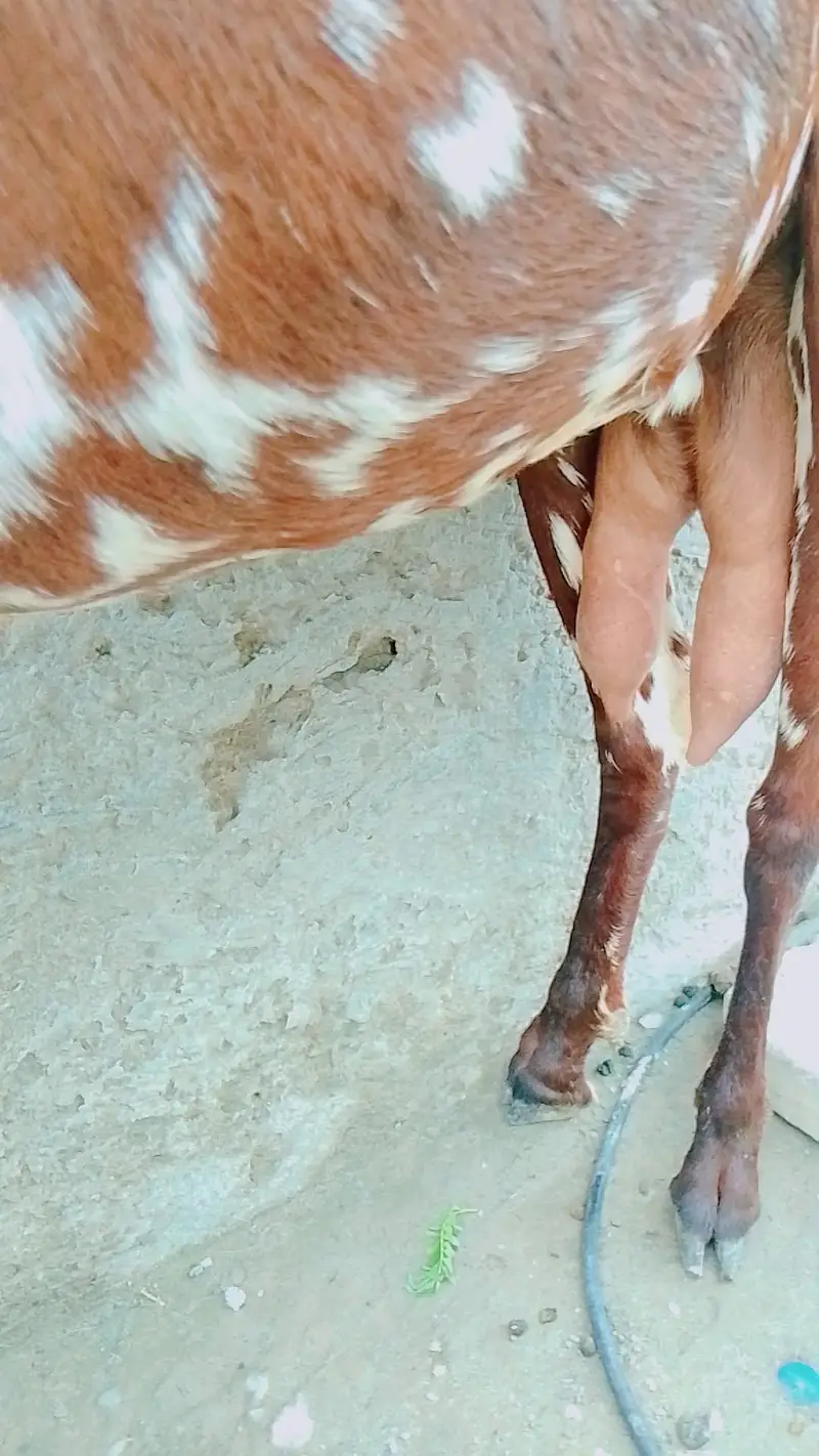 Makhi cheeni ghabban bakri — photo 4