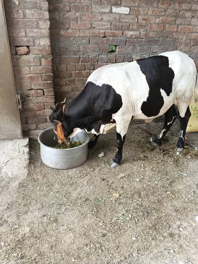 achi nasal ki verri