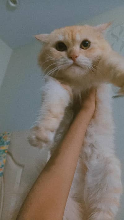 Persian cat