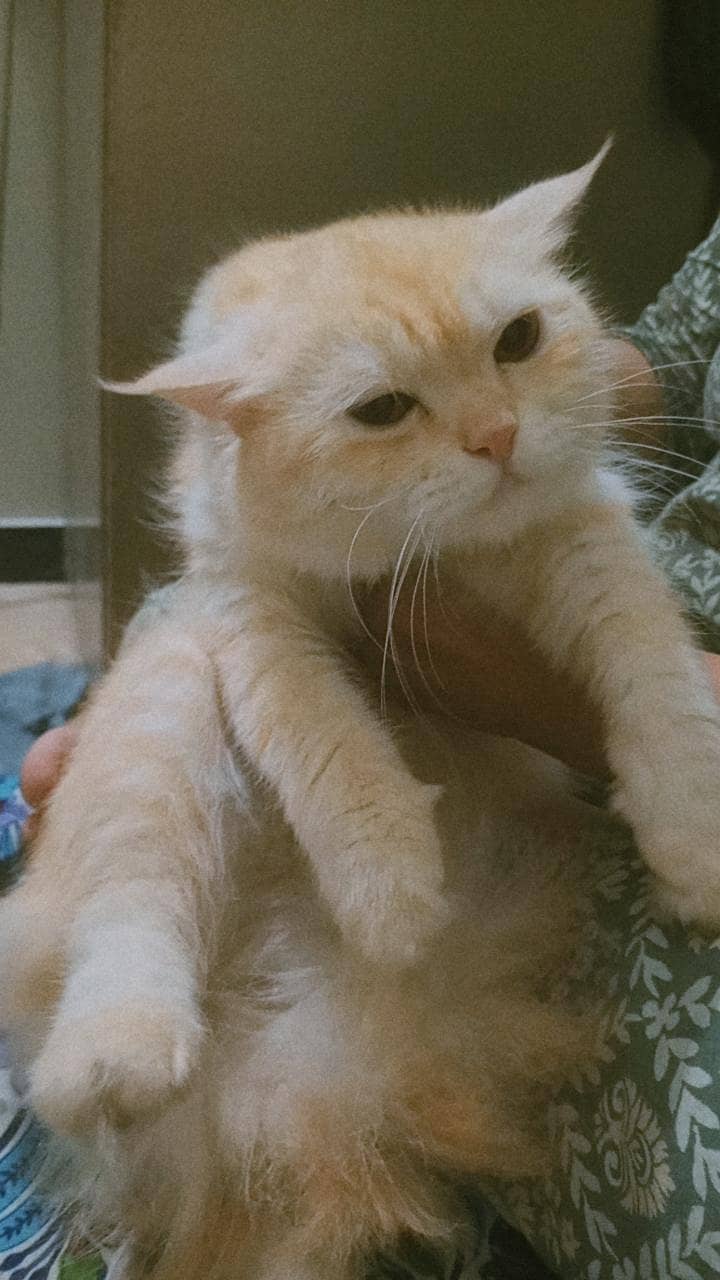 Persian cat 2