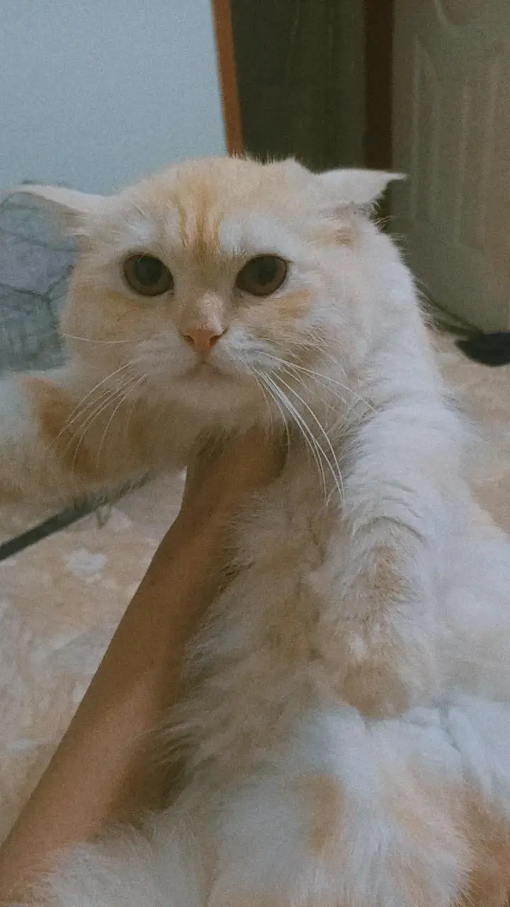 Persian cat healthy and playing little train hai — photo 4