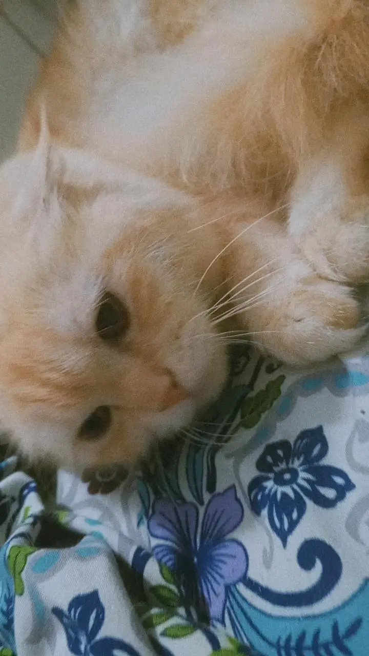 Persian cat healthy and playing little train hai — photo 5