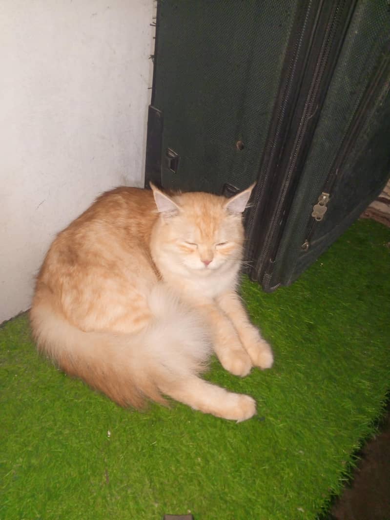 Persian cat 5