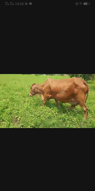 sahiwal bareman karas cow ghbn 7ma  3klo dodh