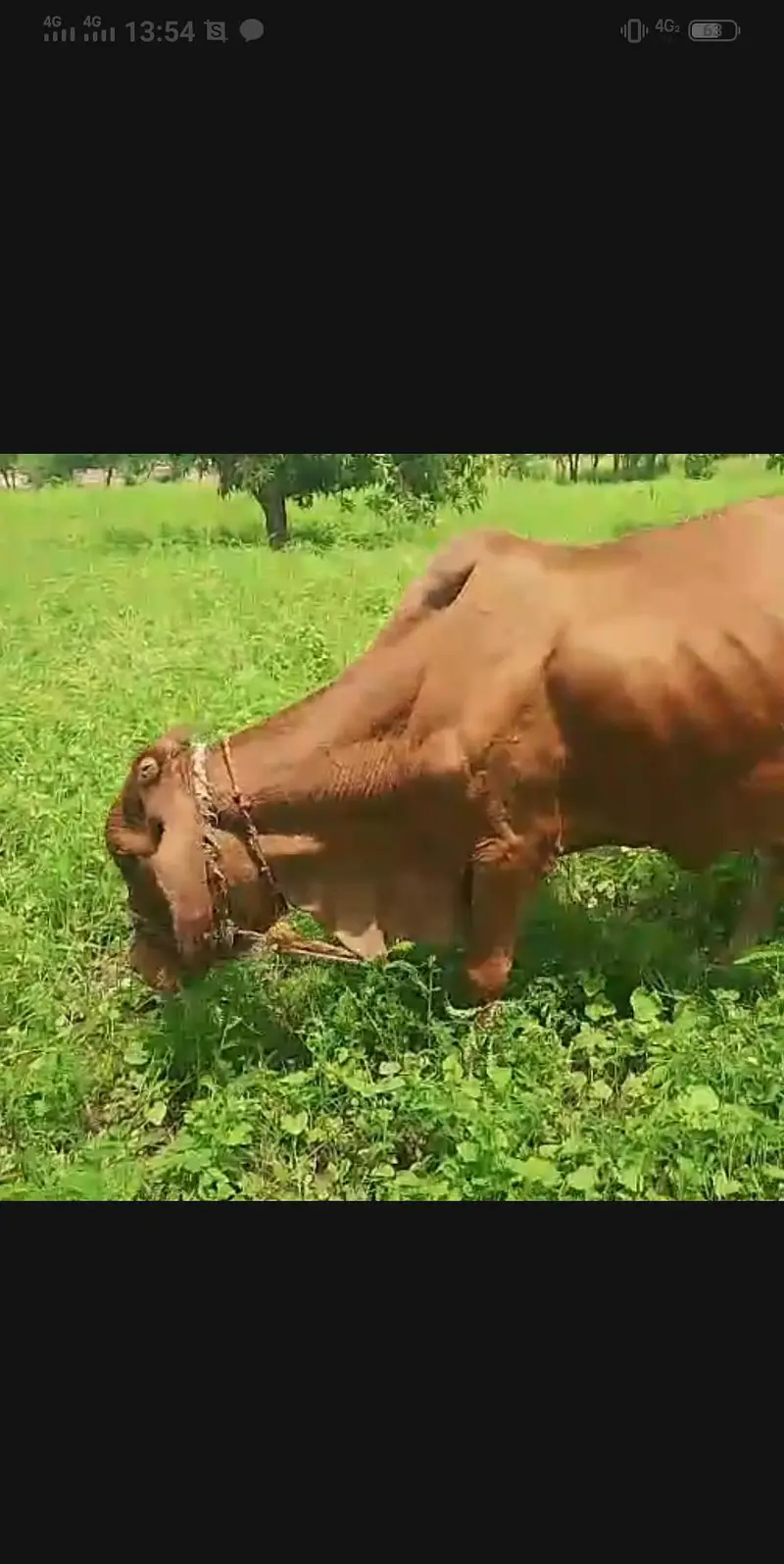sahiwal bareman karas cow ghbn 7ma  3klo dodh — photo 2