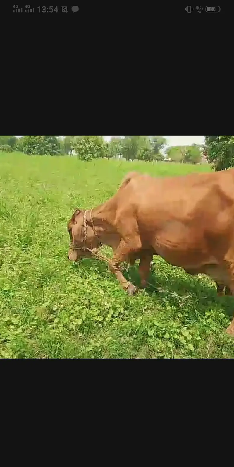 sahiwal bareman karas cow ghbn 7ma  3klo dodh — photo 3
