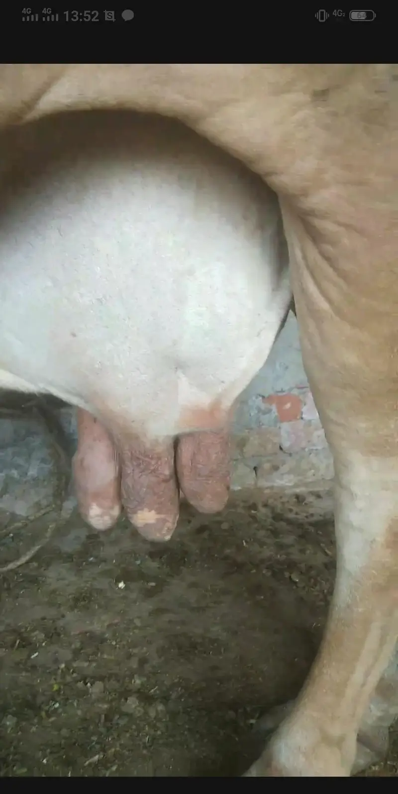sahiwal bareman karas cow ghbn 7ma  3klo dodh — photo 5