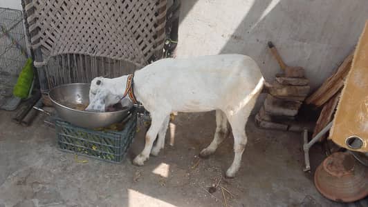 bohat achi bakri hy pur dasi