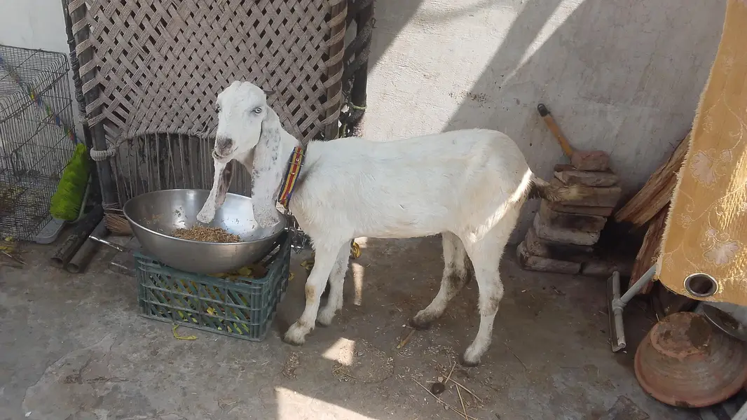 bohat achi bakri hy pur dasi — photo 2