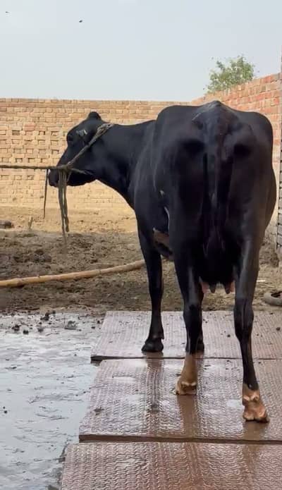 fresian cross with 26+ litter milk | ready for delivery