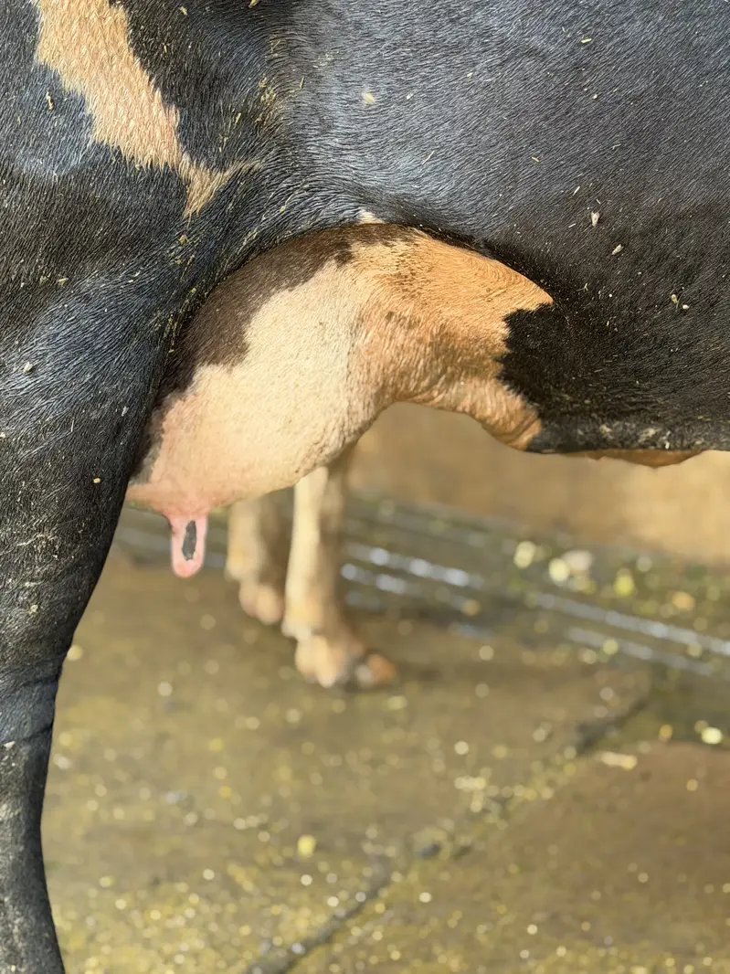 fresian cross with 26+ litter milk | ready for delivery — photo 2