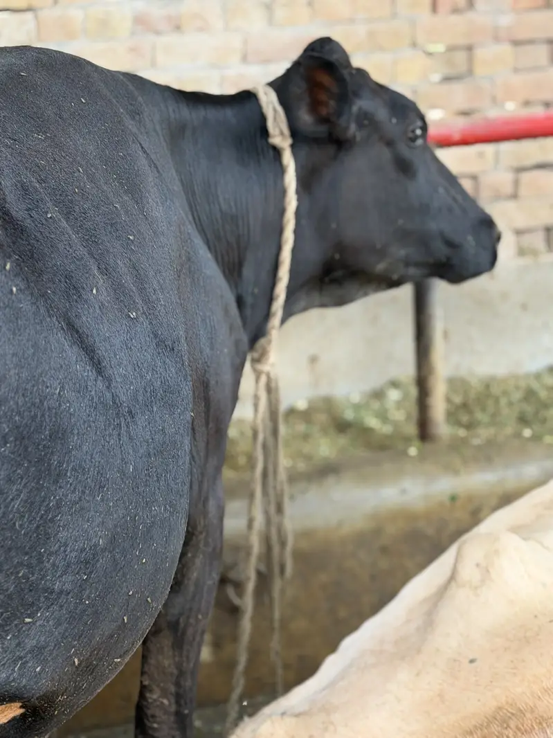 fresian cross with 26+ litter milk | ready for delivery — photo 4