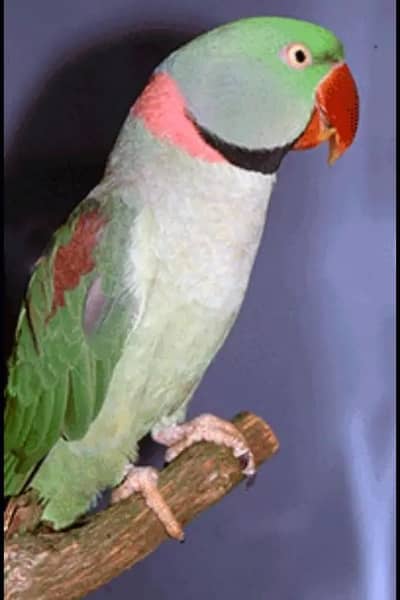 Raw Male and pair also available