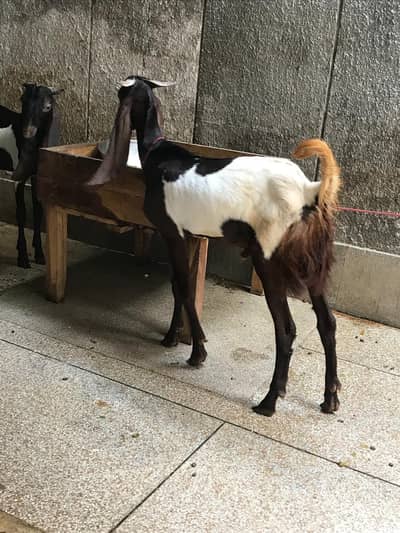 Healthy & Beautiful Goats for Sale – Well Maintained
