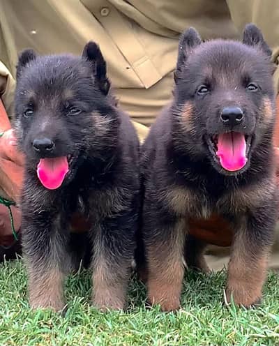 Long Coat German Shepherd Puppy | German Shepherd Pupps | GSD pupps