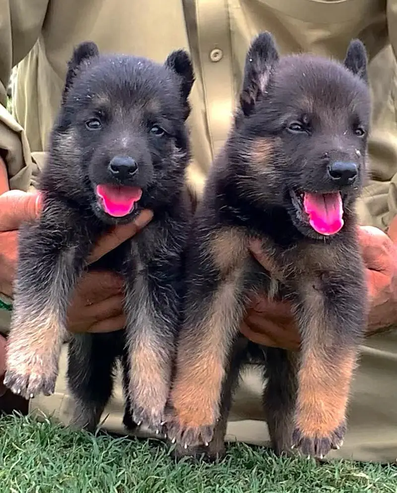 Long Coat German Shepherd Puppy | German Shepherd Pupps | GSD pupps — photo 3