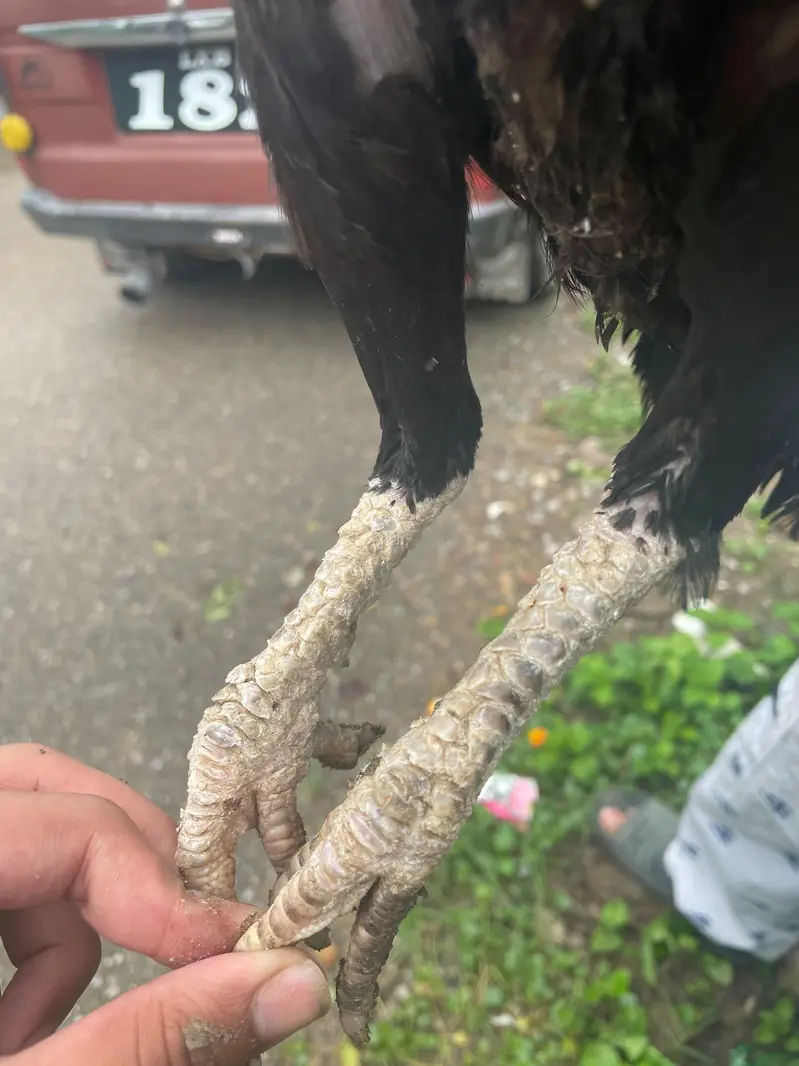 heigh quality Madi for sale — photo 2