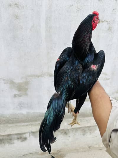 Thai burmi male + Blue dragon  female