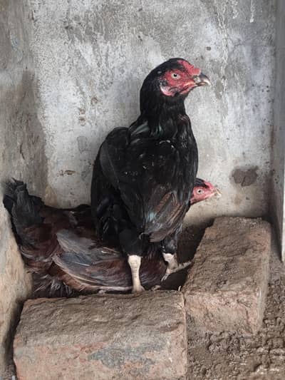 2 kuruk hens