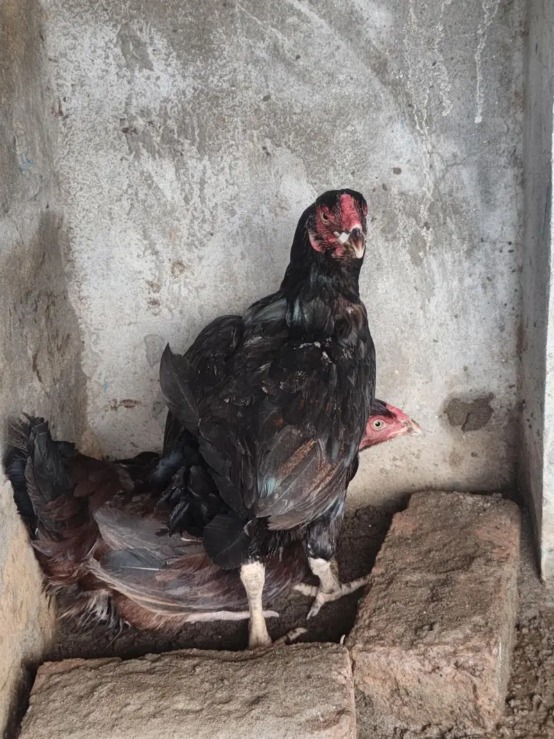 2 kuruk hens — photo 2