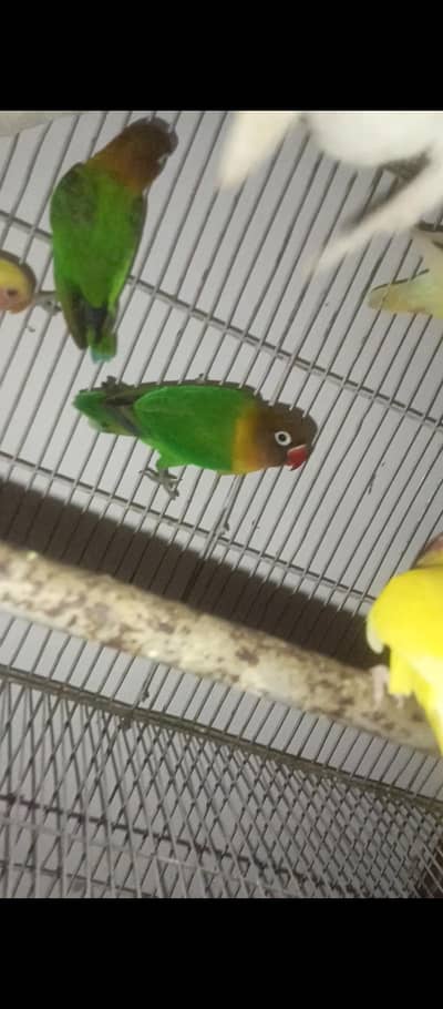 LOVE BIRDS  ACTIVE AN HEALTHY 4 PAIRS OR 1 PAIR KA BACHA bhi he