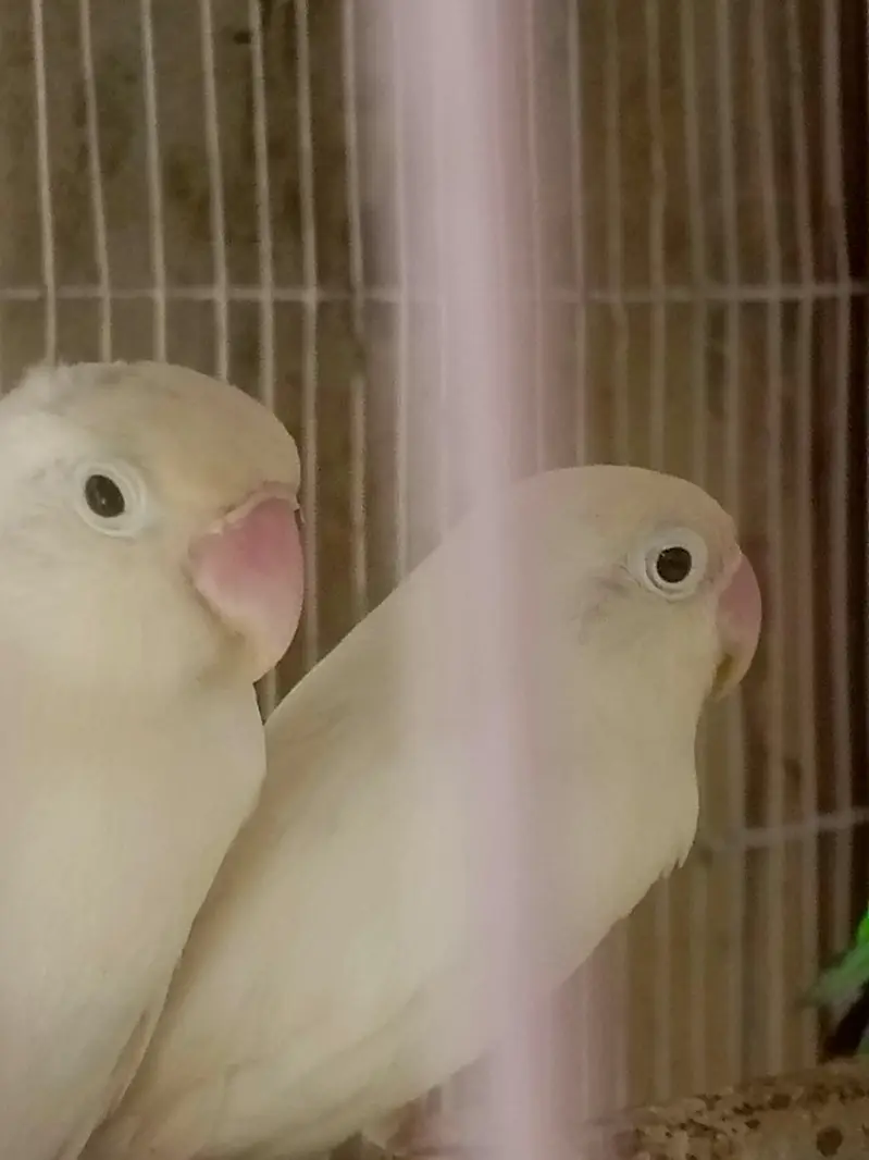 LOVE BIRDS  ACTIVE AN HEALTHY 4 PAIRS OR 1 PAIR KA BACHA bhi he — photo 3