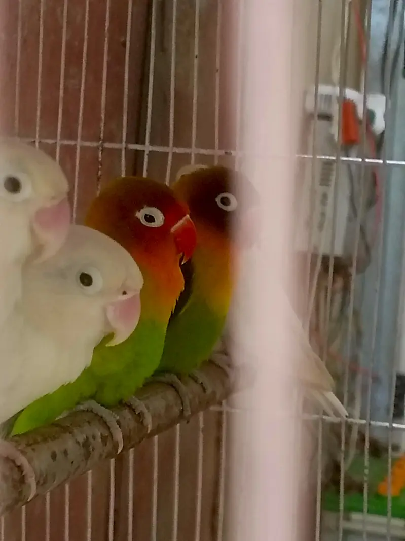 LOVE BIRDS  ACTIVE AN HEALTHY 4 PAIRS OR 1 PAIR KA BACHA bhi he — photo 5
