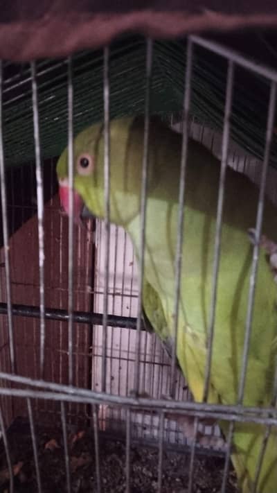 acha pair tha mere ghr pe hi bread hue the dono with cage
